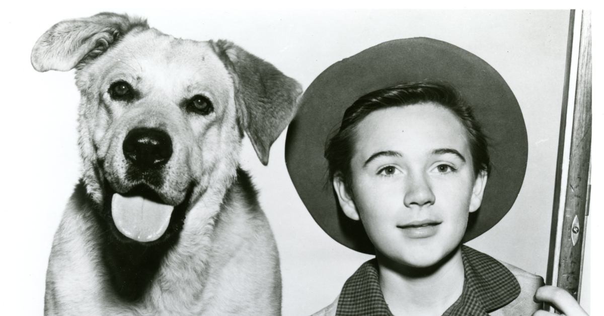 50s Movies - Photo of Old Yeller