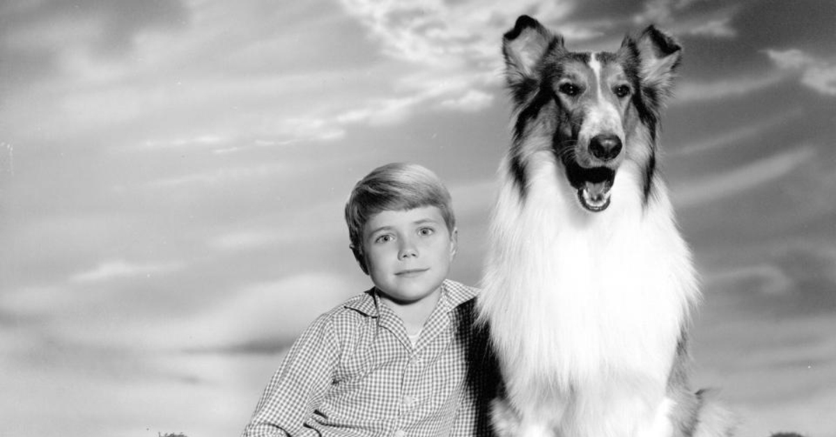 Photo of Lassie